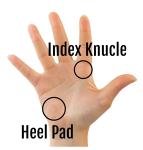 the-index-knuckle-and-heel-pad-lie-on